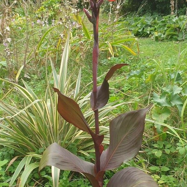 Canna indica Fuelha