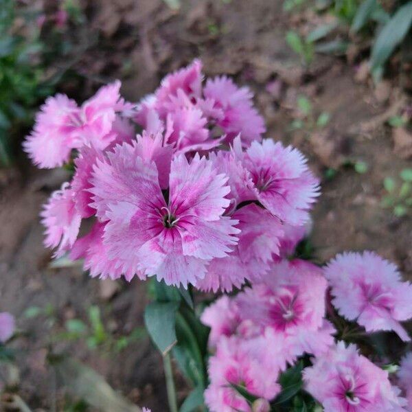 Dianthus chinensis Flower