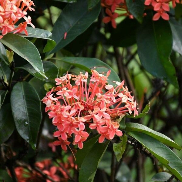 Ixora chinensis Liść