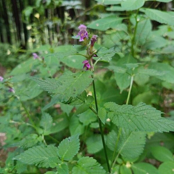 Galeopsis pubescens ফুল