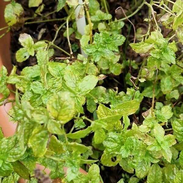 Mentha × piperita Habit