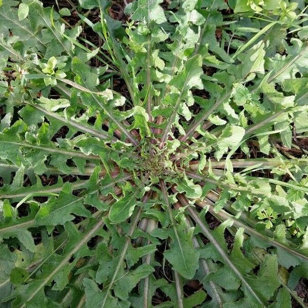 Crepis vesicaria Leaf