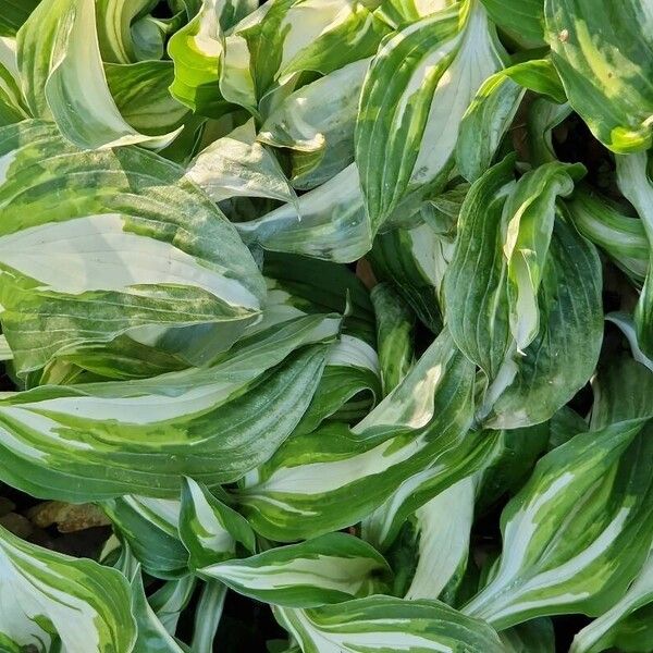 Hosta plantaginea Lehti