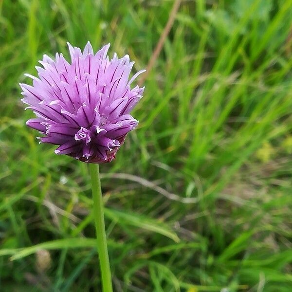 Allium schoenoprasum 花