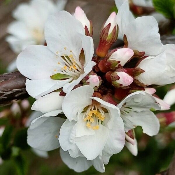 Prunus tomentosa Flower