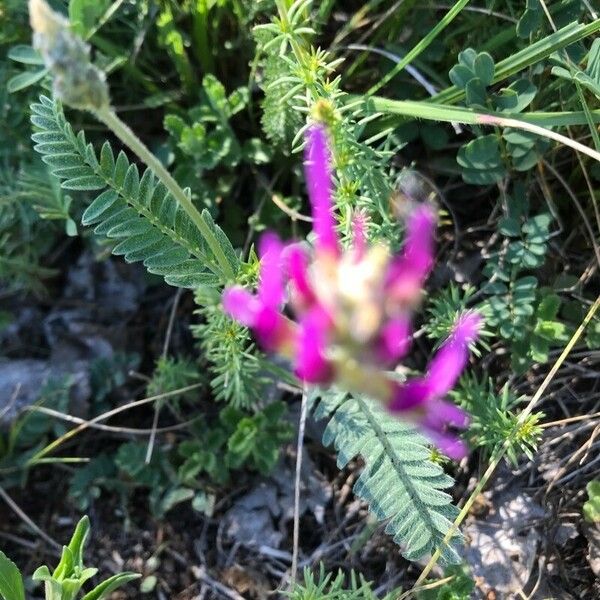 Astragalus onobrychis Flor