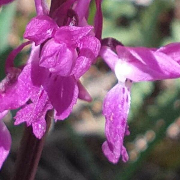 Orchis mascula Flower