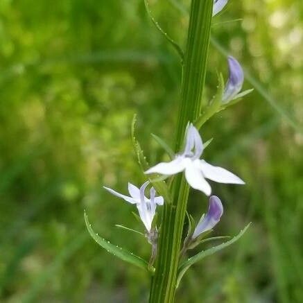 Lobelia spicata Kwiat