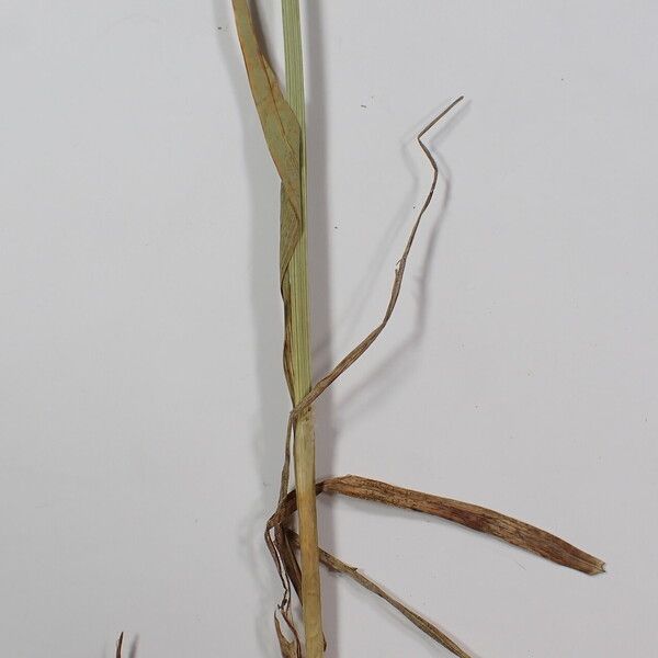 Carex atrofusca Kita