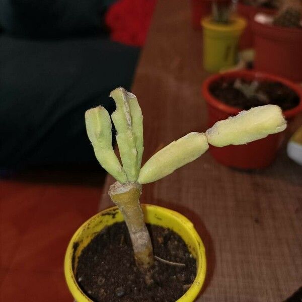 Schlumbergera bridgesii Žiedas