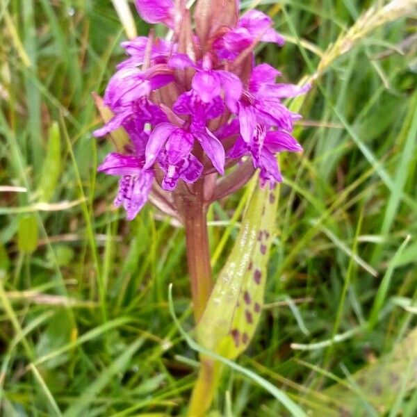 Dactylorhiza majalis Blomma