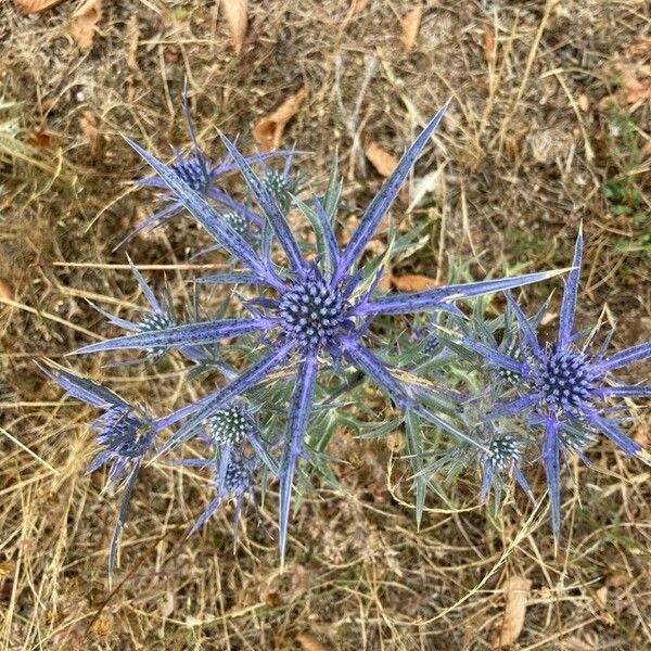 Eryngium amethystinum Flower