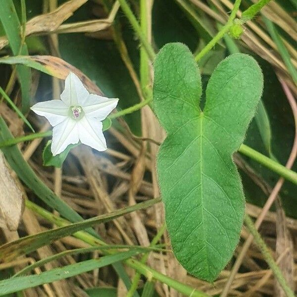 Convolvulus sagittatus Liść