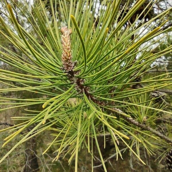 Pinus rigida पत्ता