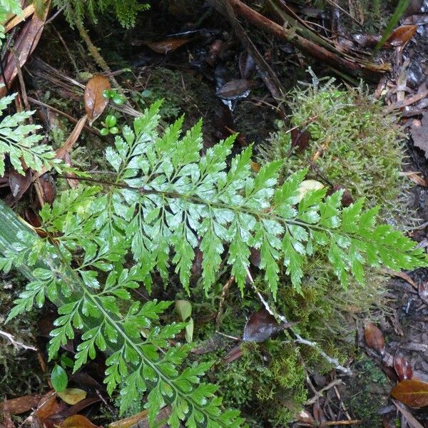 Asplenium affine ഇല