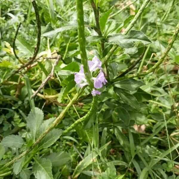 Stachytarpheta indica Кветка