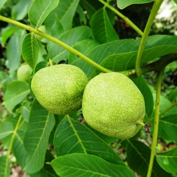 Juglans regia Плід