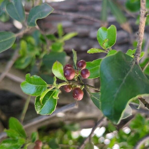 Rhamnus alaternus Vili