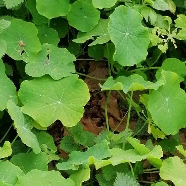 Tropaeolum majus Lapas