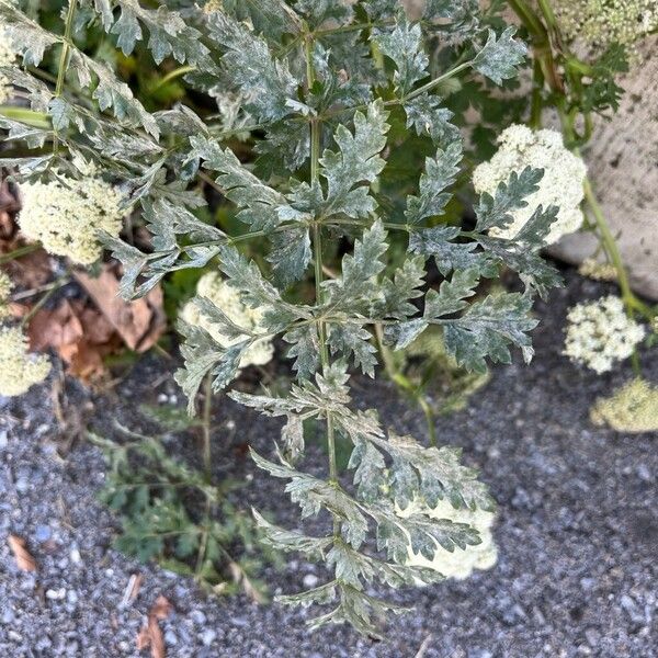 Seseli libanotis Leaf