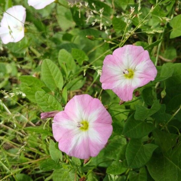 Convolvulus arvensis Blüte