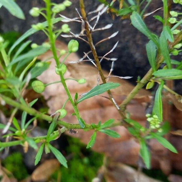 Lepidium virginicum Liść