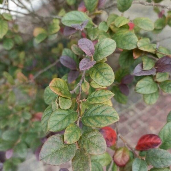 Loropetalum chinense 叶