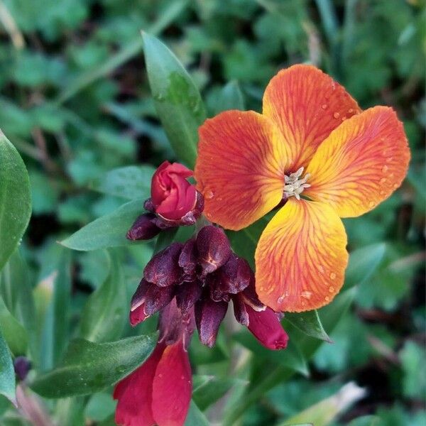 Erysimum × cheiri Žiedas