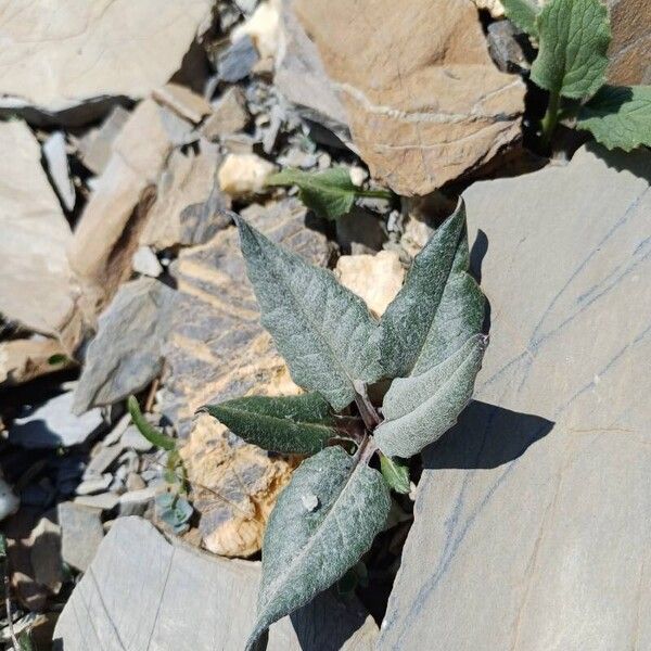 Saussurea alpina Blatt