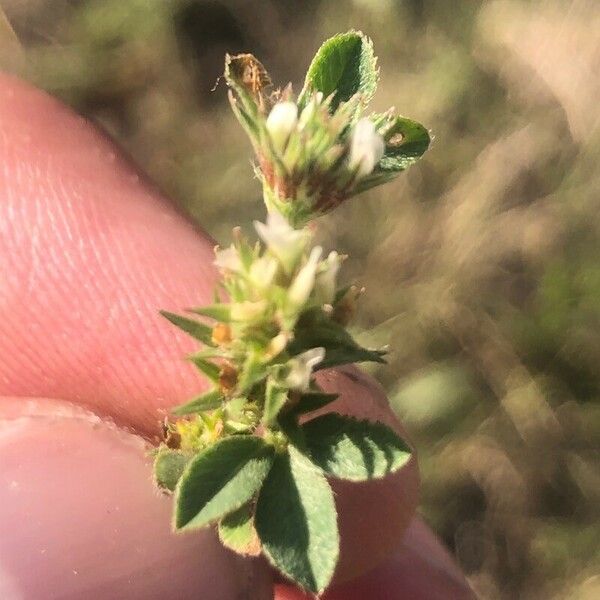 Trifolium scabrum Liść