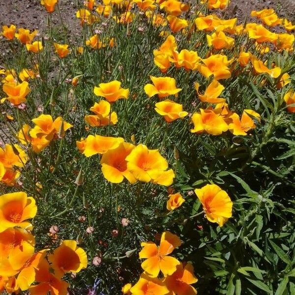 Eschscholzia californica অভ্যাস