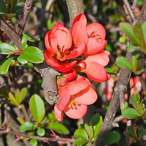 Chaenomeles speciosa Flower