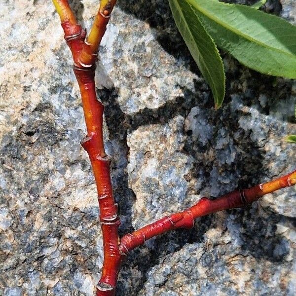 Salix daphnoides Casca