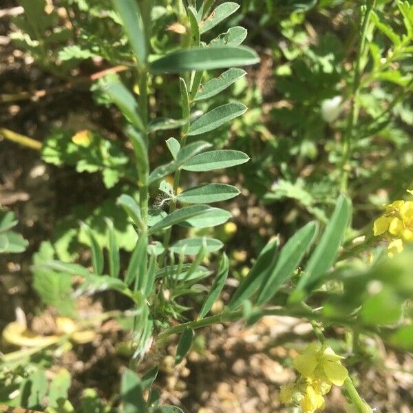 Rapistrum rugosum Blatt