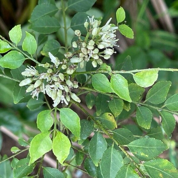 Bergera koenigii Flor