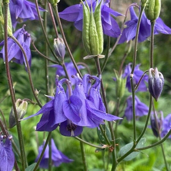 Aquilegia alpina Flor