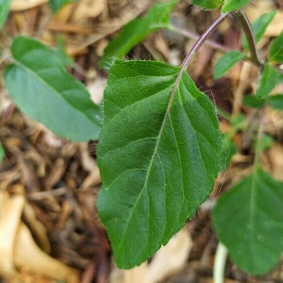 Salvia blepharophylla Лист