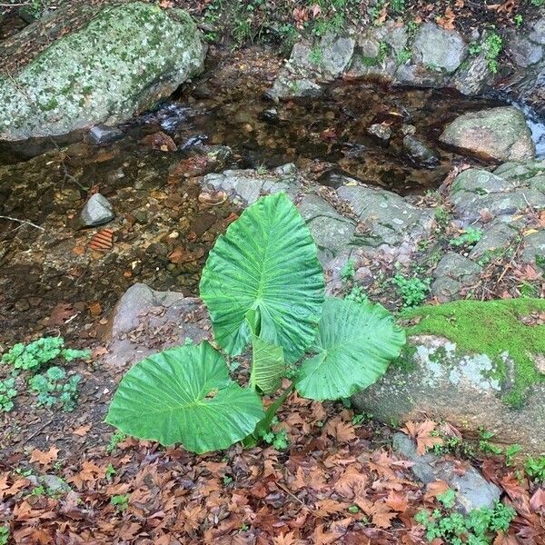 Alocasia macrorrhizos Leht