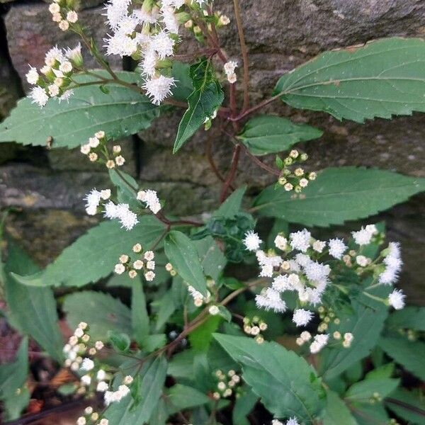 Ageratina riparia Flors