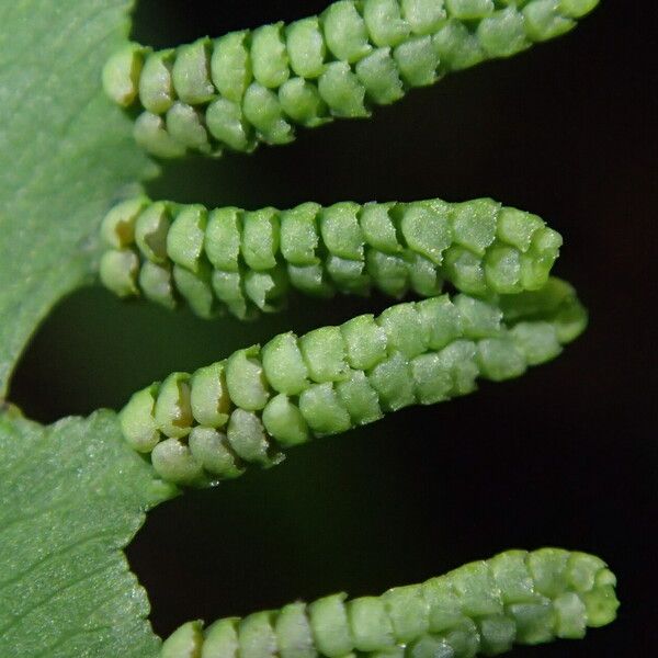 Lygodium microphyllum Folio