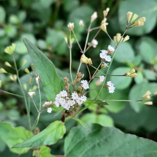 Boerhavia erecta Žiedas