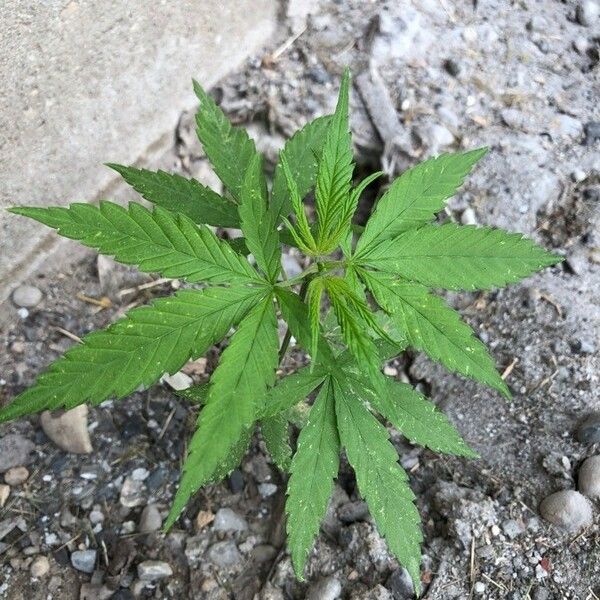 Cannabis sativa Celota