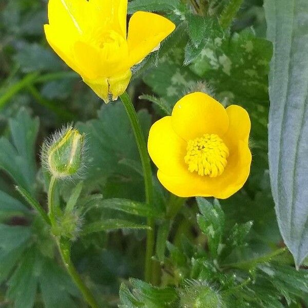 Ranunculus bulbosus Flower