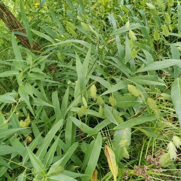 Chasmanthium latifolium Habitatea