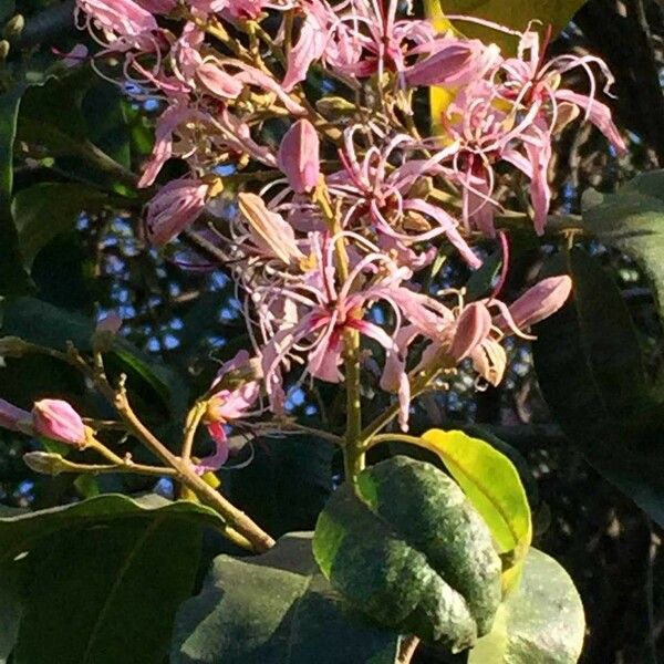 Calodendrum capense Blomma