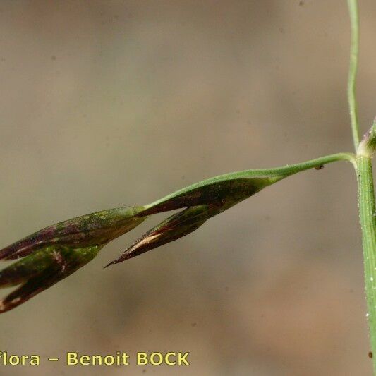 Cleistogenes serotina Fruit