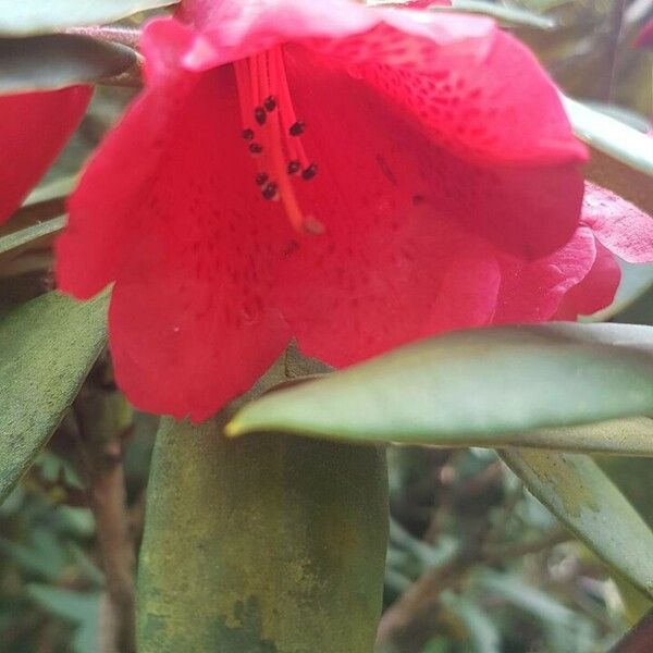 Rhododendron neriiflorum Blüte