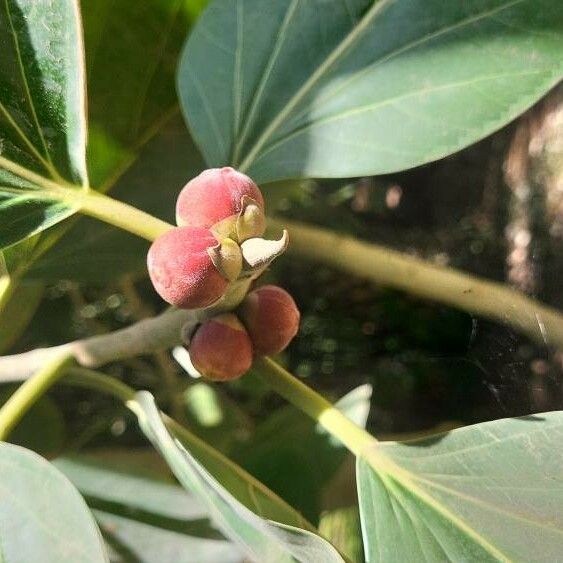 Ficus benghalensis Fruit