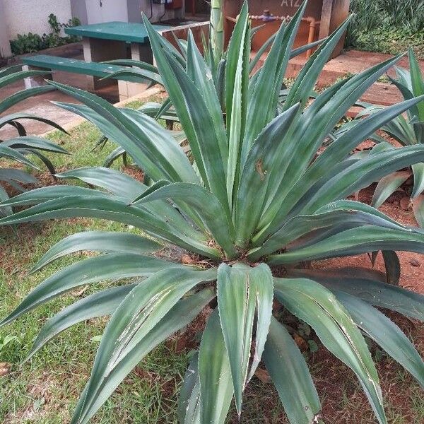 Agave sisalana List