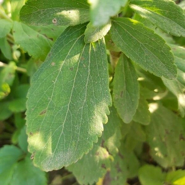 Stevia rebaudiana Foglia